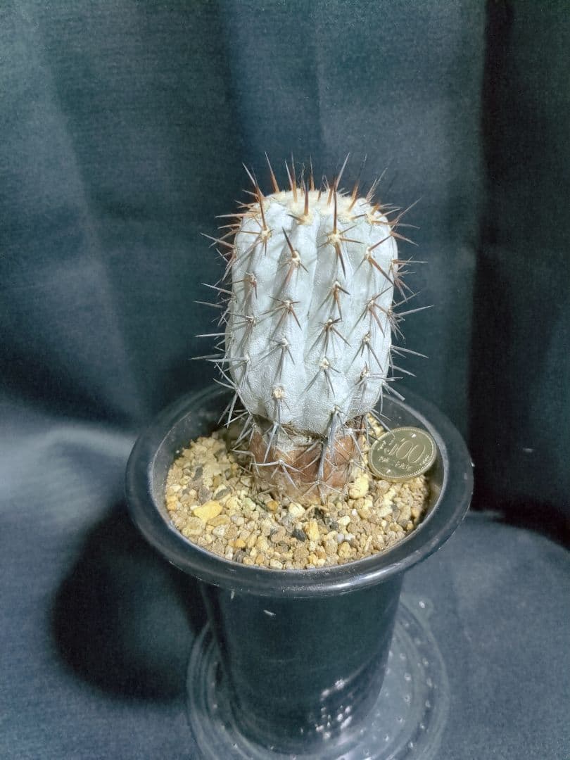 現地球 Copiapoa　コピアポア シネレア　黒王丸　自根