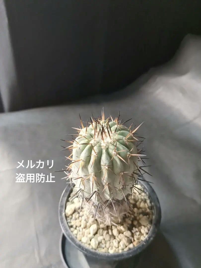 現地球 Copiapoa　コピアポア シネレア　黒王丸　自根