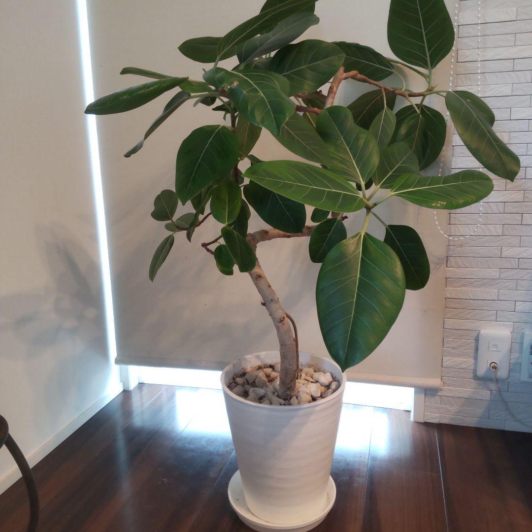 フィカス セアラート鉢付き