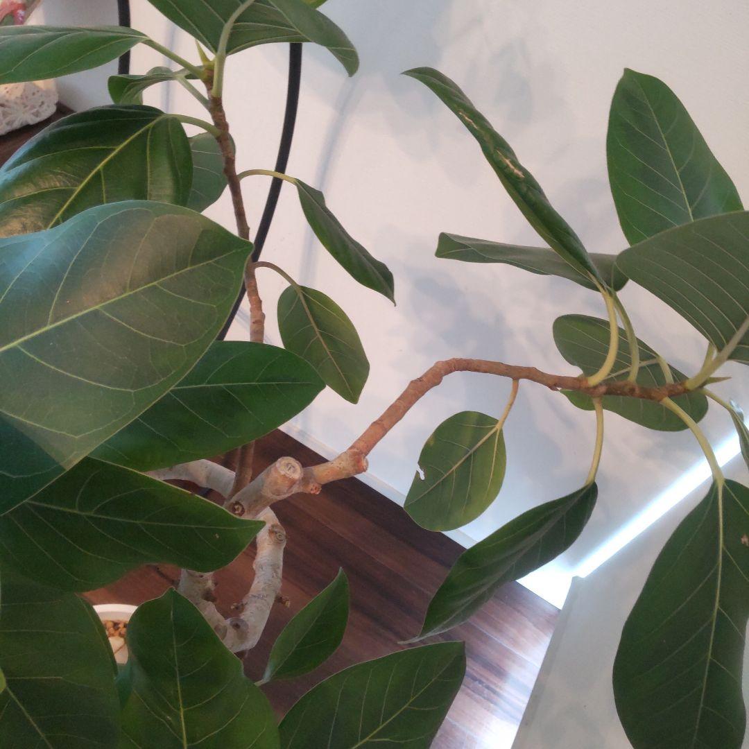 フィカス セアラート鉢付き