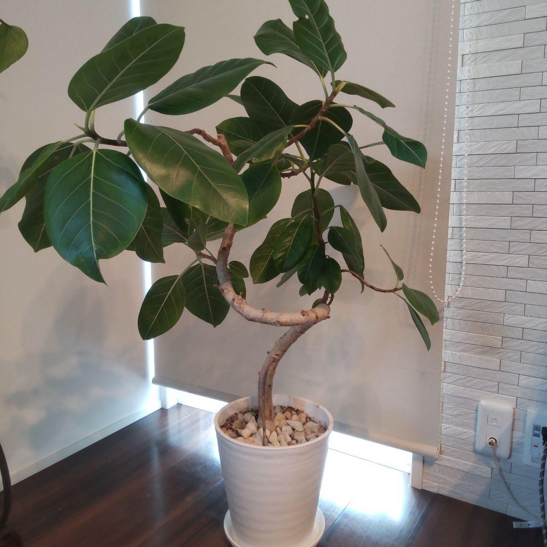 フィカス セアラート鉢付き