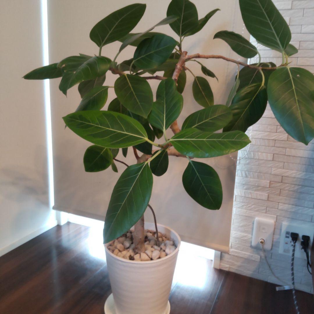 フィカス セアラート鉢付き