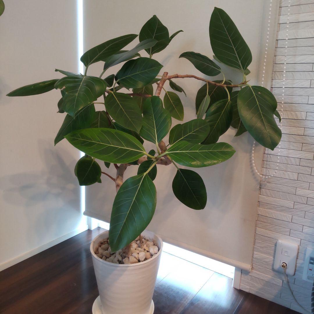 フィカス セアラート鉢付き