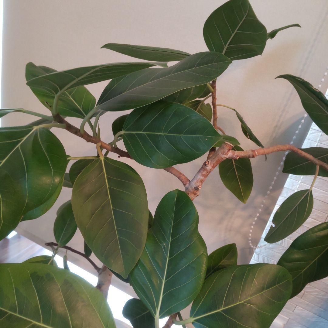 フィカス セアラート鉢付き