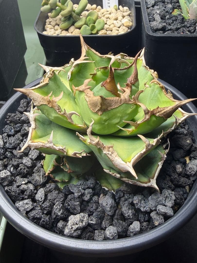 アガベチタノタ　清櫻　子株付き