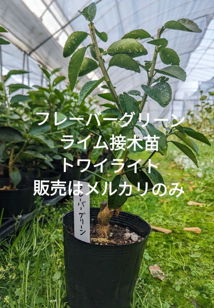 フレーバーグリーン　ライム苗　3年接木苗木　柑橘