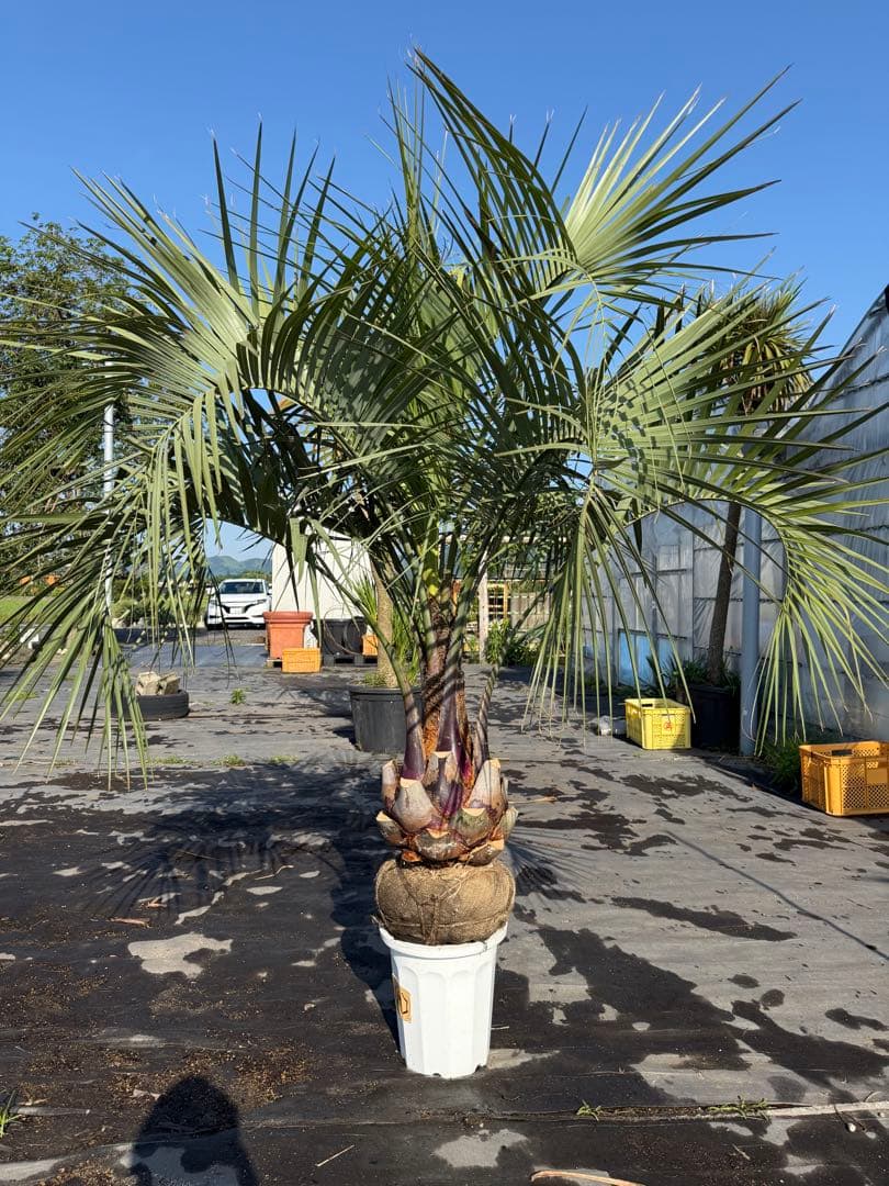 ココスヤシシルバーリーフ【極太】葉先180cm幹回り110cm 幹高30cm