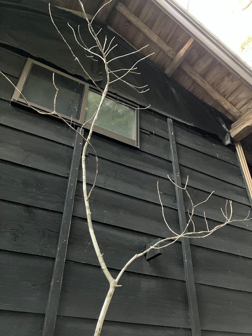 400 山採り　アオダモ