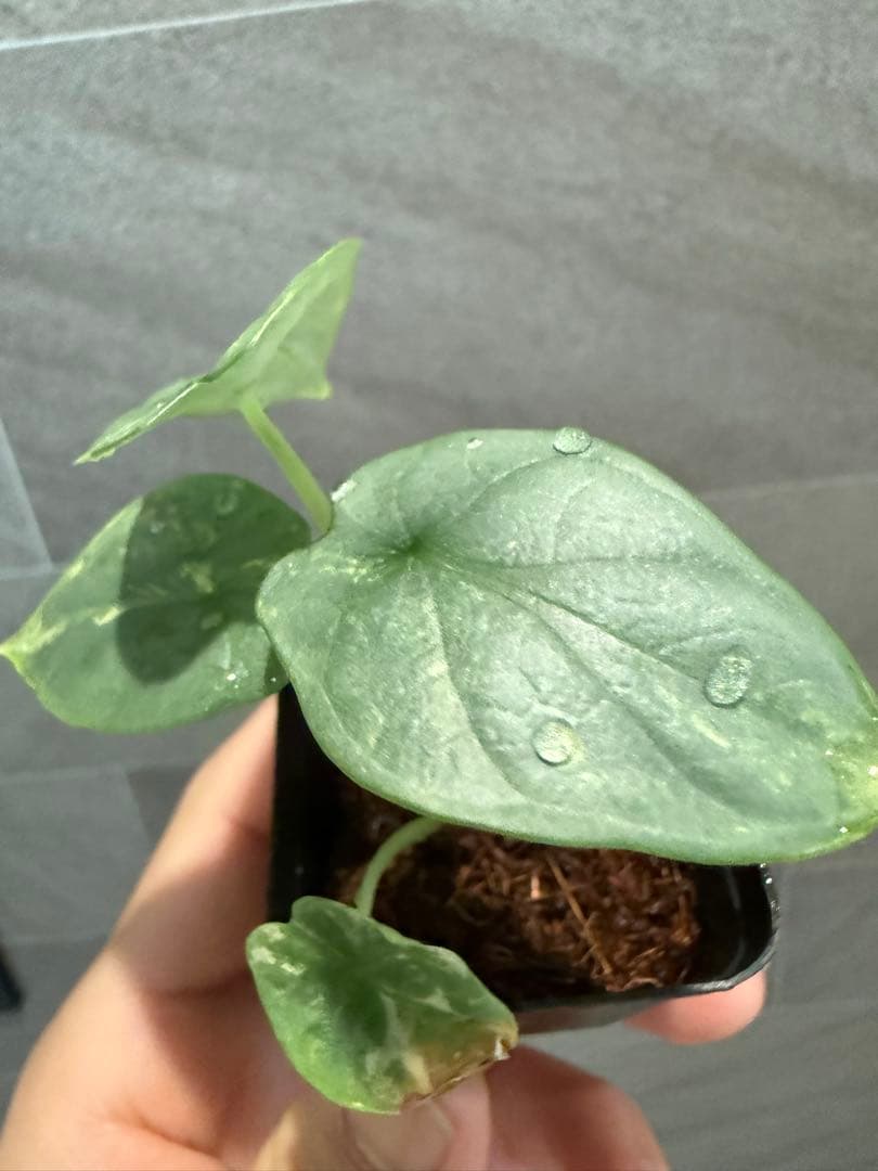 アロカシアシルバードラゴンオーレア　黄斑