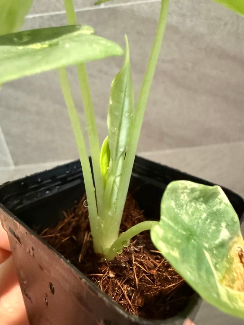 アロカシアシルバードラゴンオーレア　黄斑