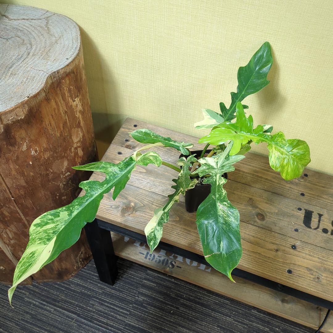 Philodendron Florida Beauty x mayoi ナロー