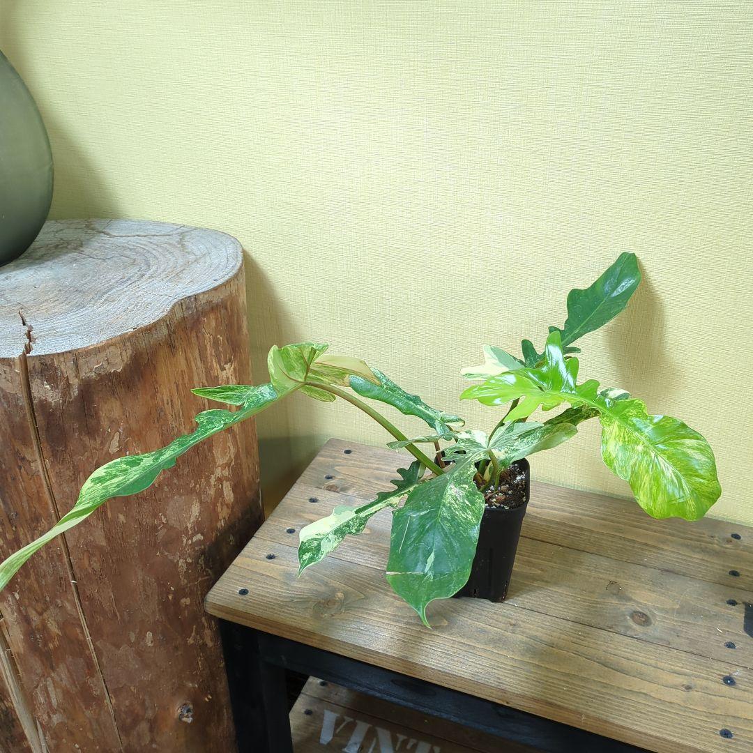 Philodendron Florida Beauty x mayoi ナロー