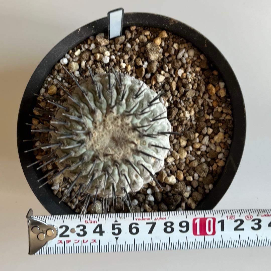 黒王丸　現地球　コピアポア　発根済 Copiapoa