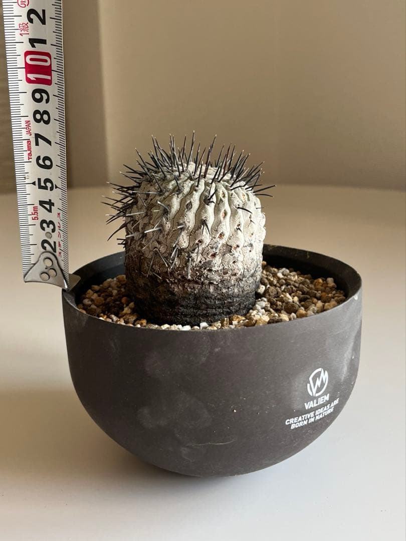 黒王丸　現地球　コピアポア　発根済 Copiapoa