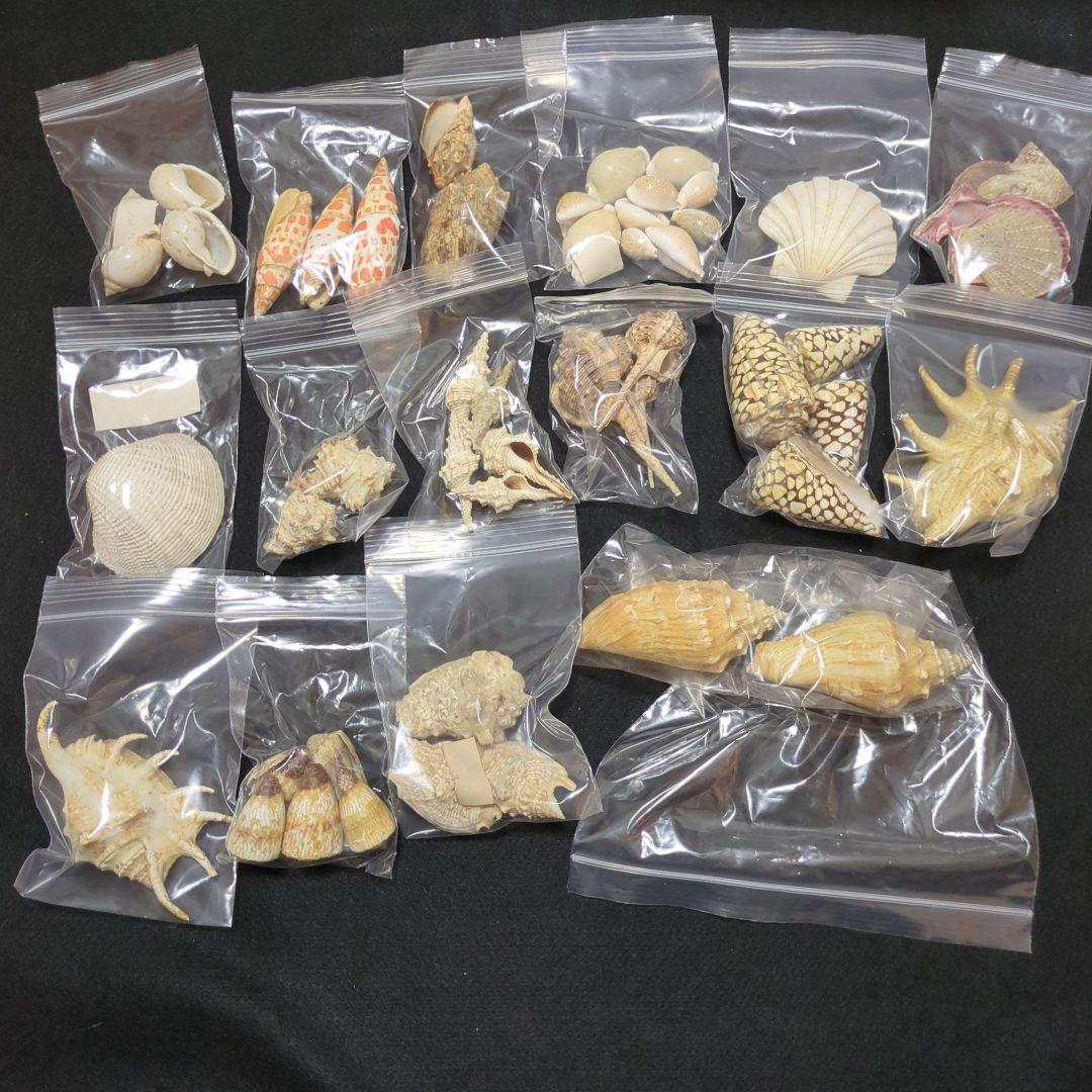 下*田様 貝殻　まとめ売り　（タカラ貝等々…）　標本