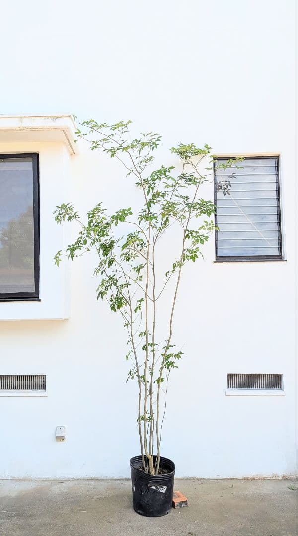 特大！抜群！山採りアオダモ株。