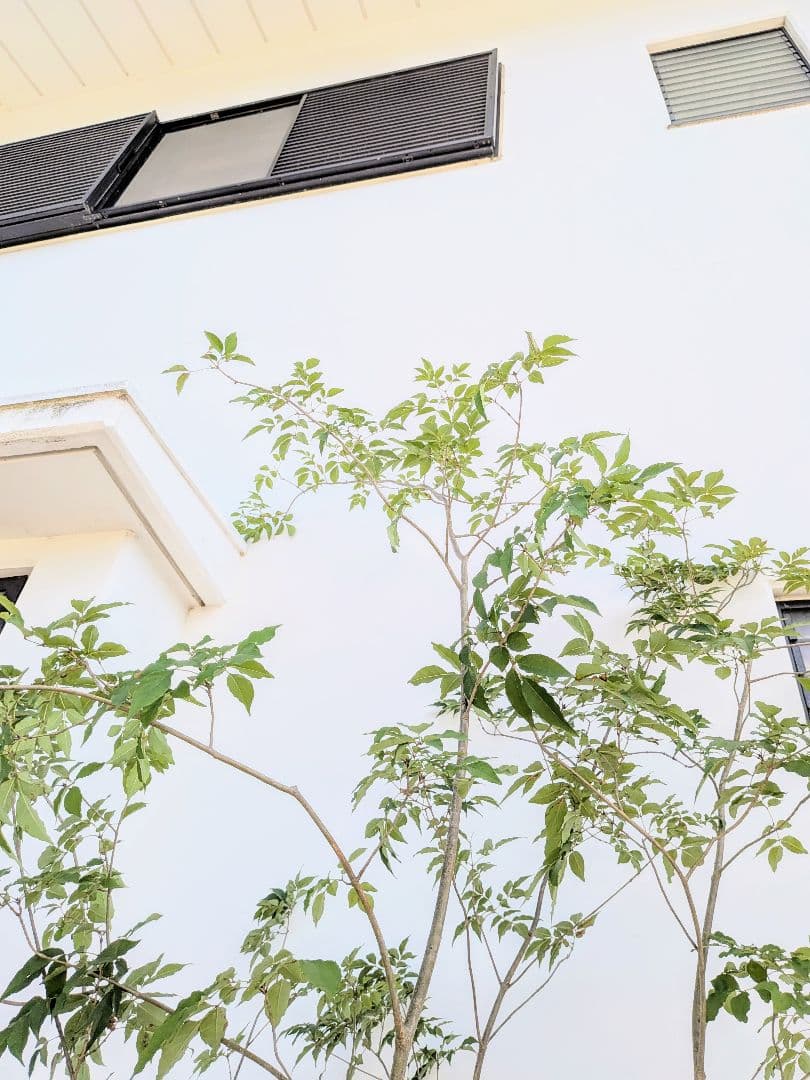 特大！抜群！山採りアオダモ株。