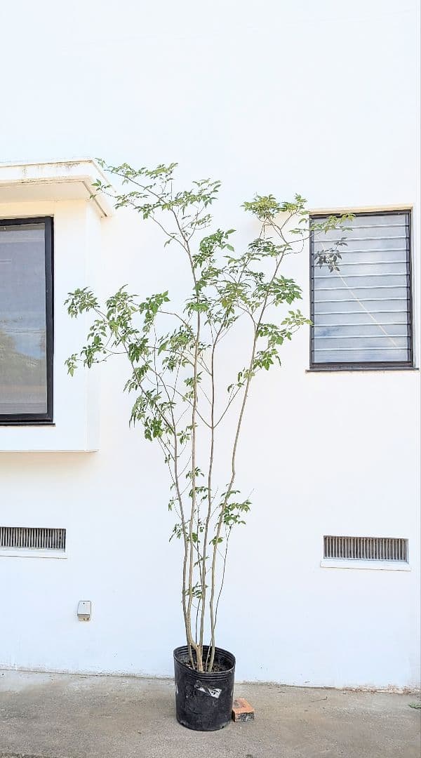 特大！抜群！山採りアオダモ株。