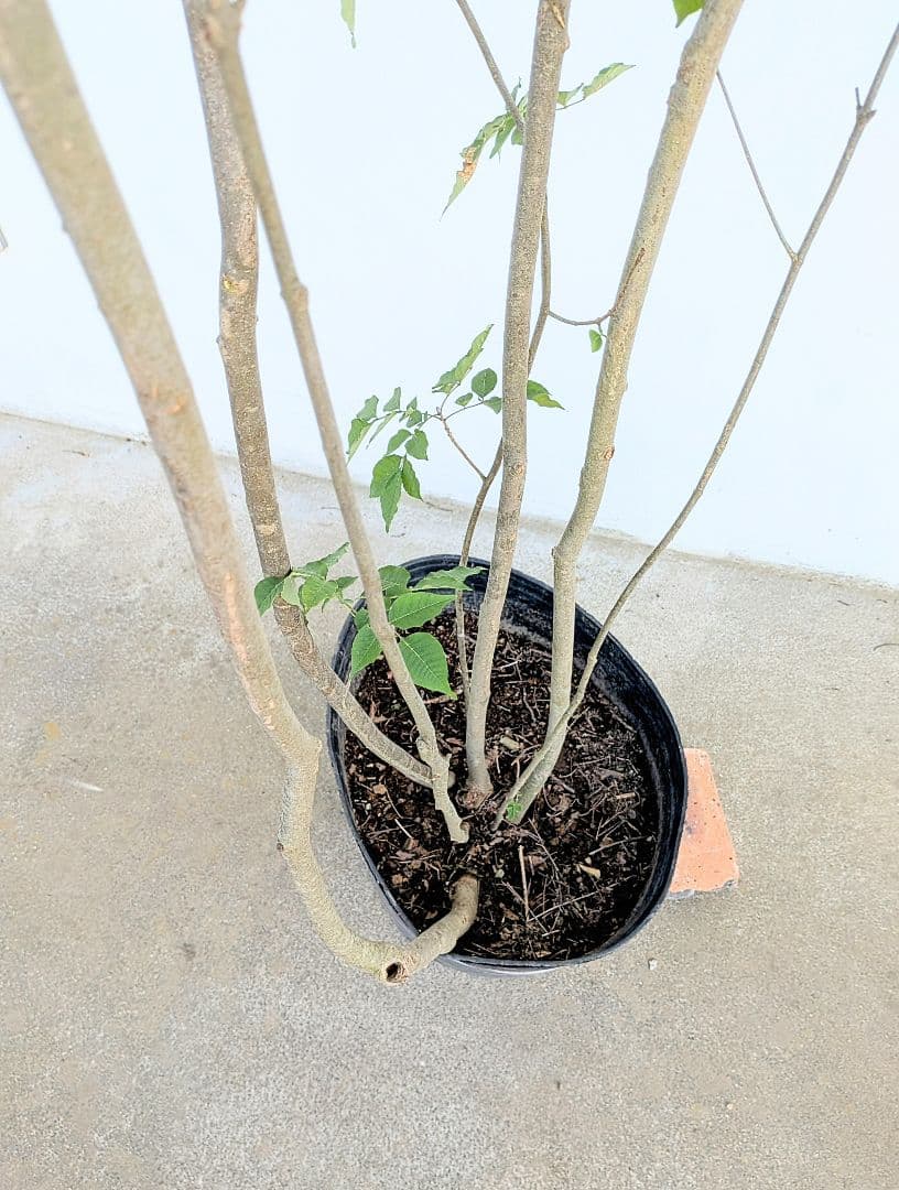 特大！抜群！山採りアオダモ株。