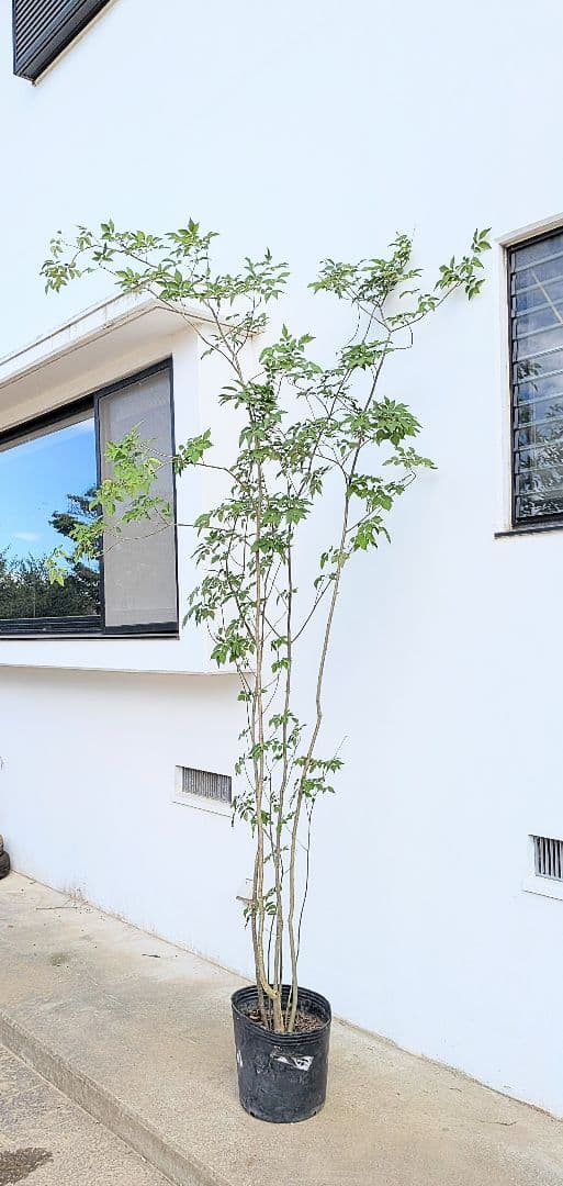 特大！抜群！山採りアオダモ株。