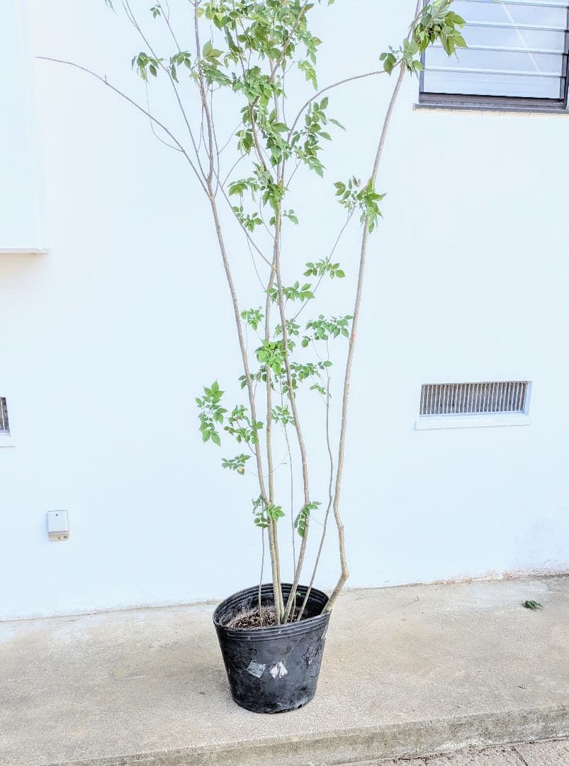 特大！抜群！山採りアオダモ株。