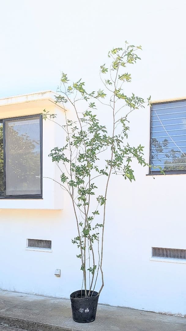 特大！抜群！山採りアオダモ株。