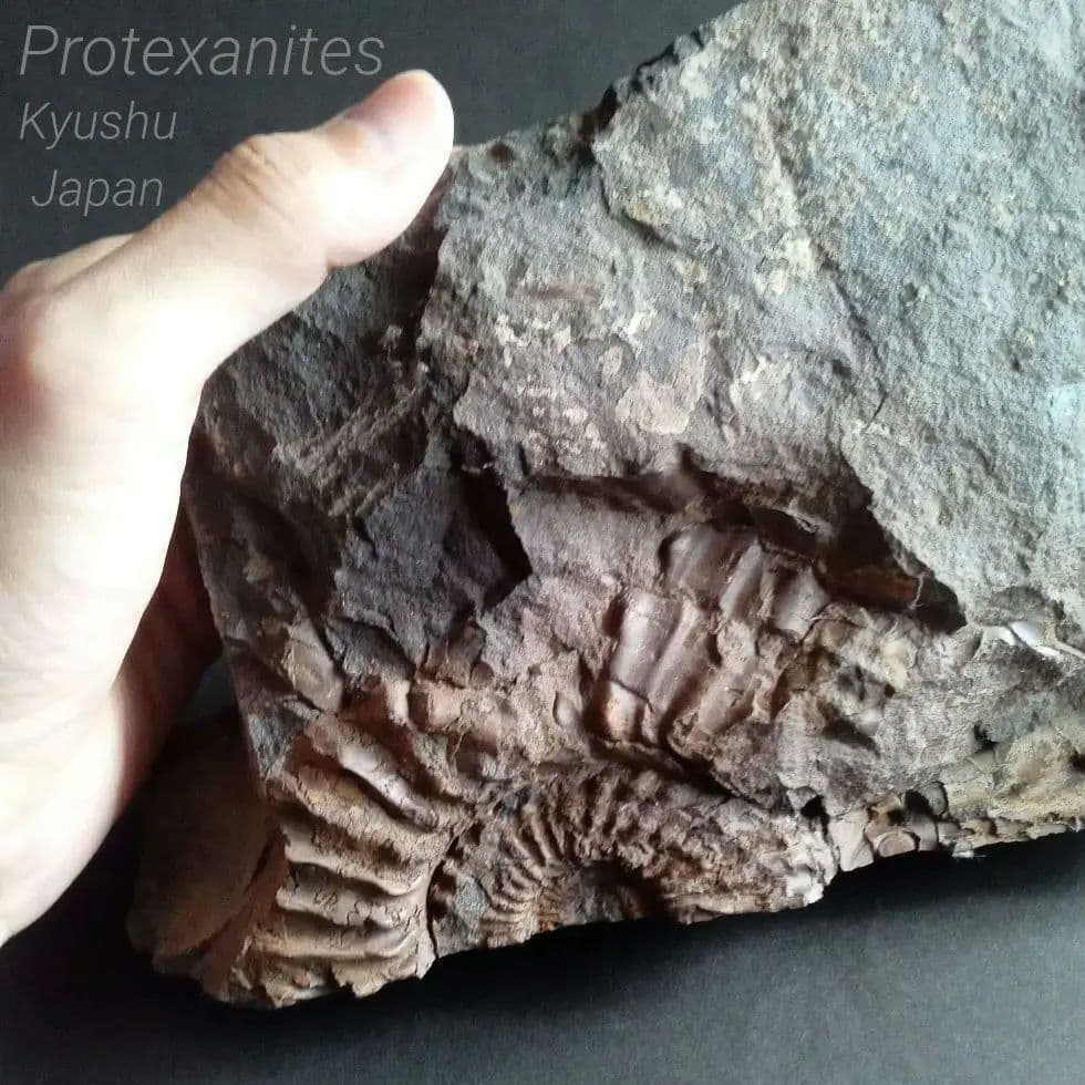 九州産　アンモナイト　プロテキサナイテス　超特大　希少　博物館展示級