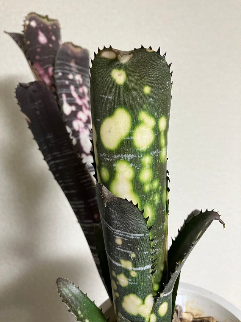 M*e様 B. 'Domingos Martins' Original Clon