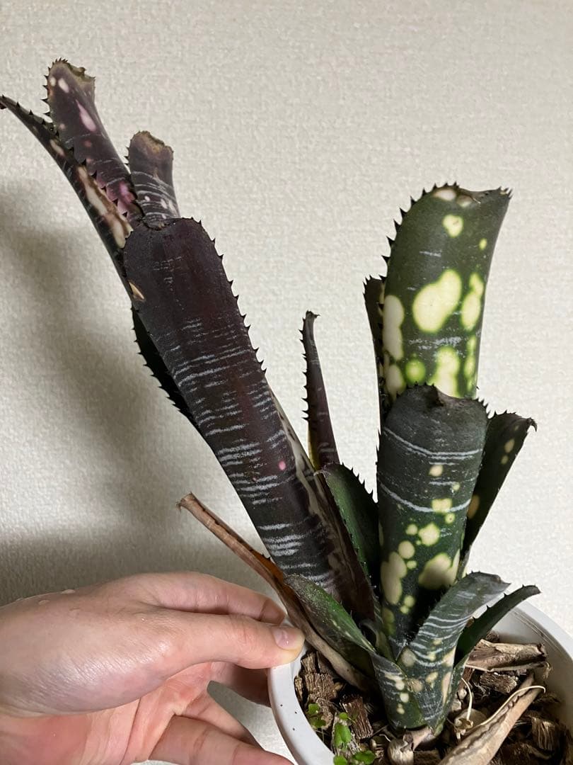 M*e様 B. 'Domingos Martins' Original Clon