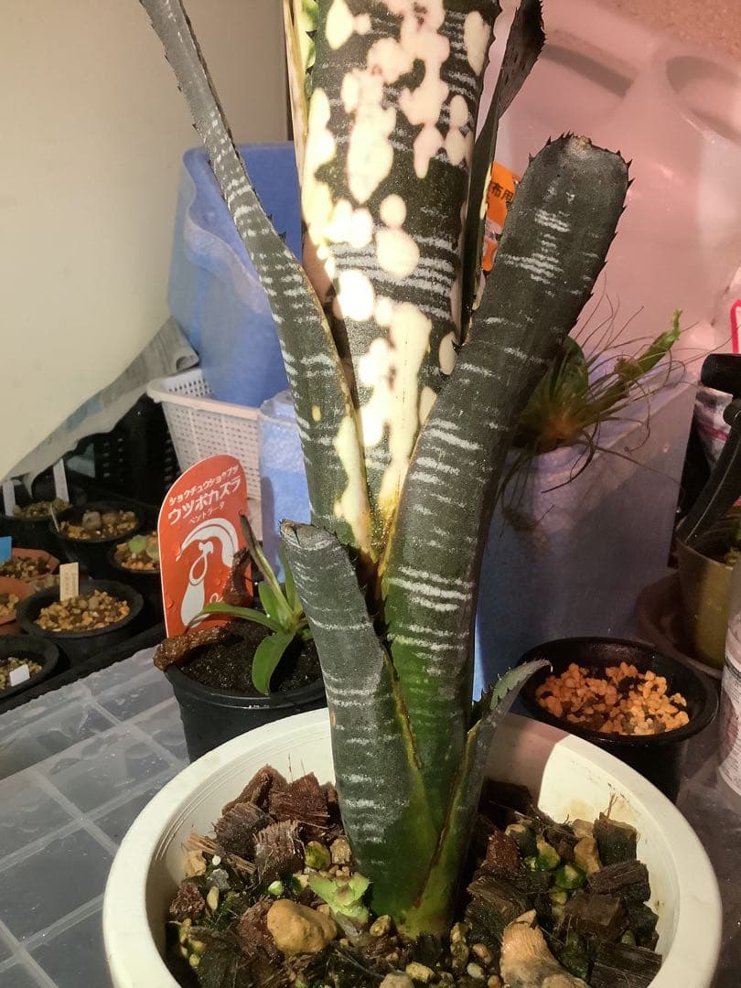 M*e様 B. 'Domingos Martins' Original Clon