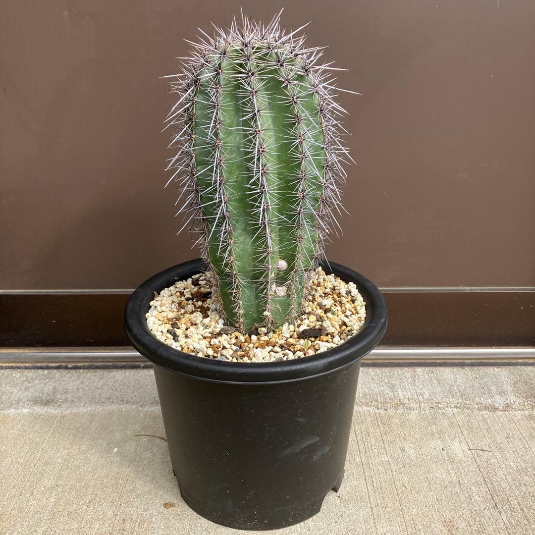 【#25105】弁慶柱　カルネギアギガンティア