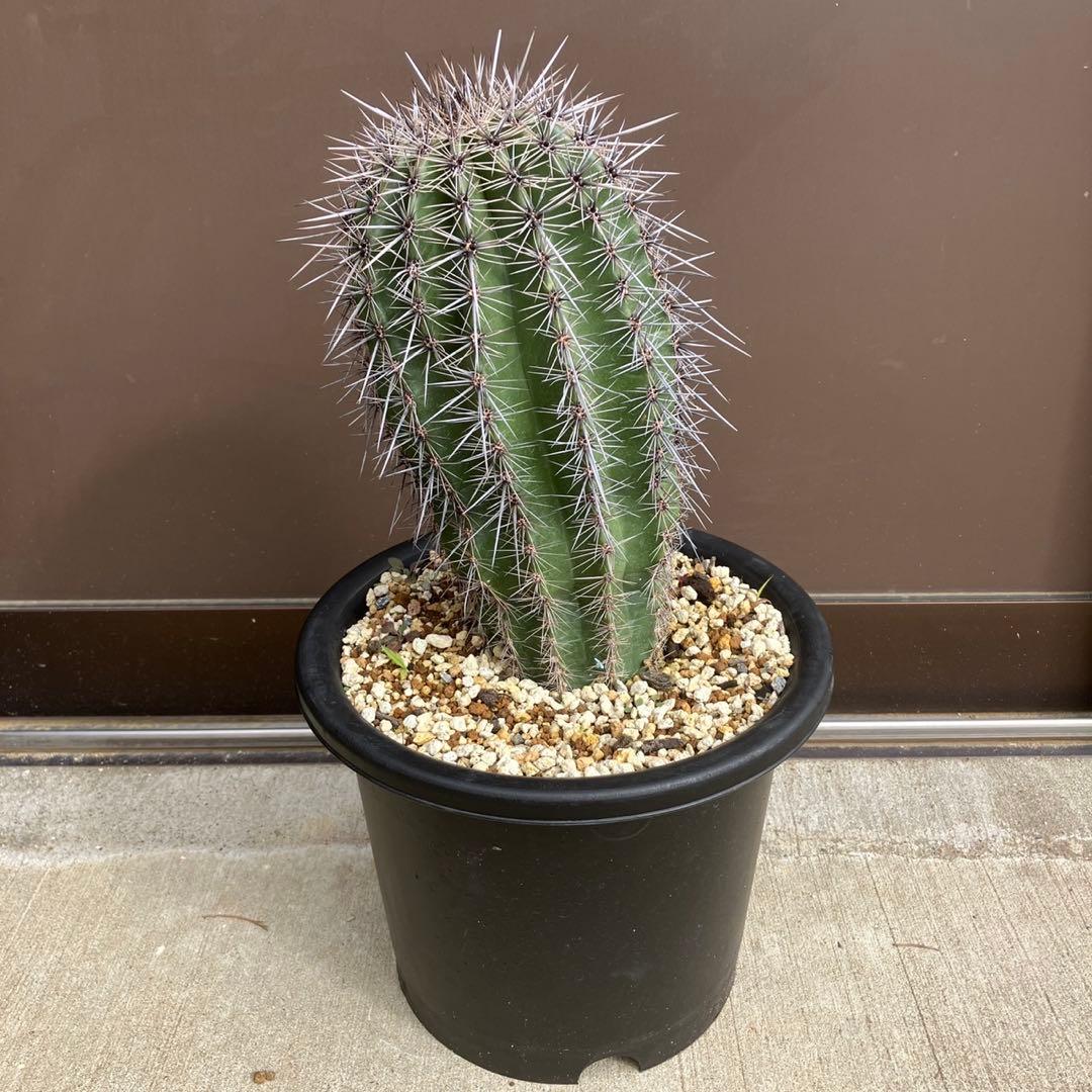 【#25105】弁慶柱　カルネギアギガンティア