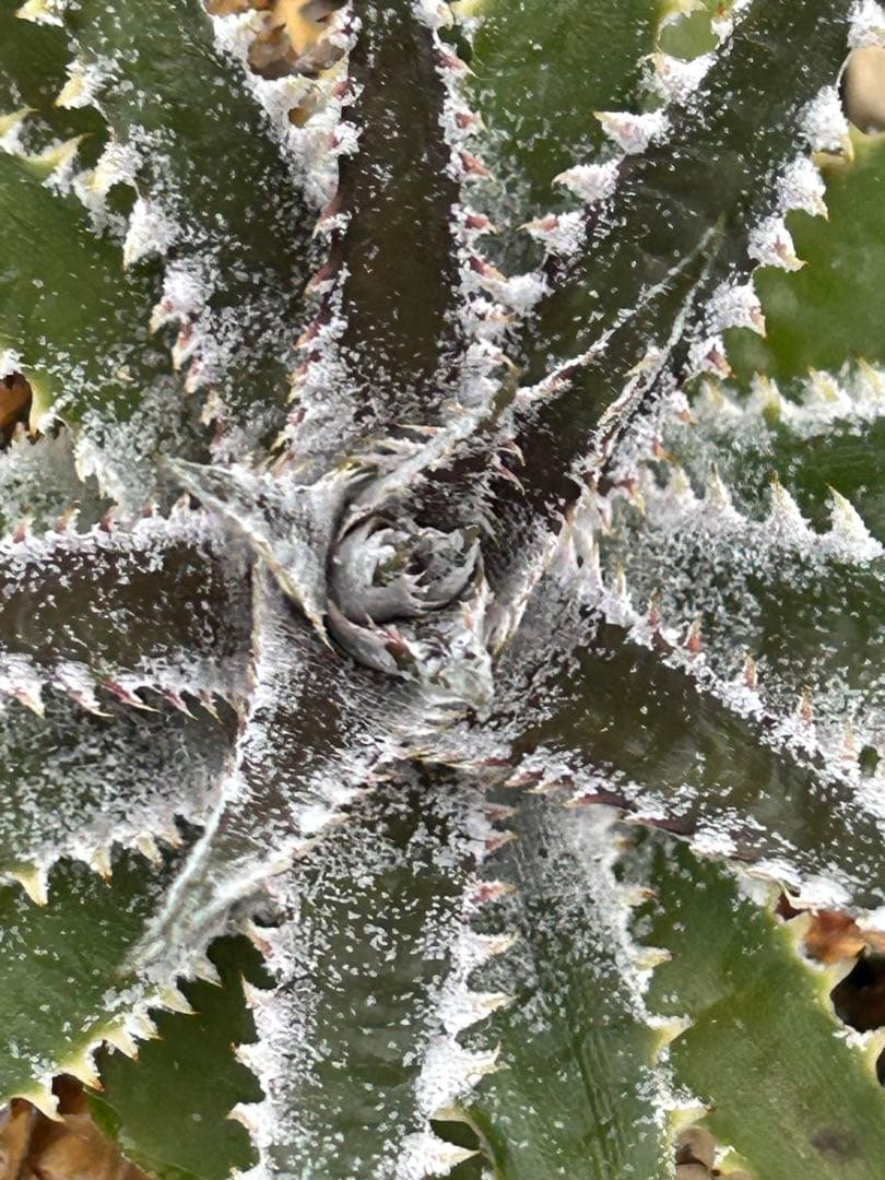 DBディッキア Dyckia Arizona x BS small #118 ⑶