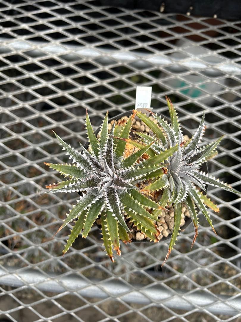 DBディッキア Dyckia Arizona x BS small #118 ⑶