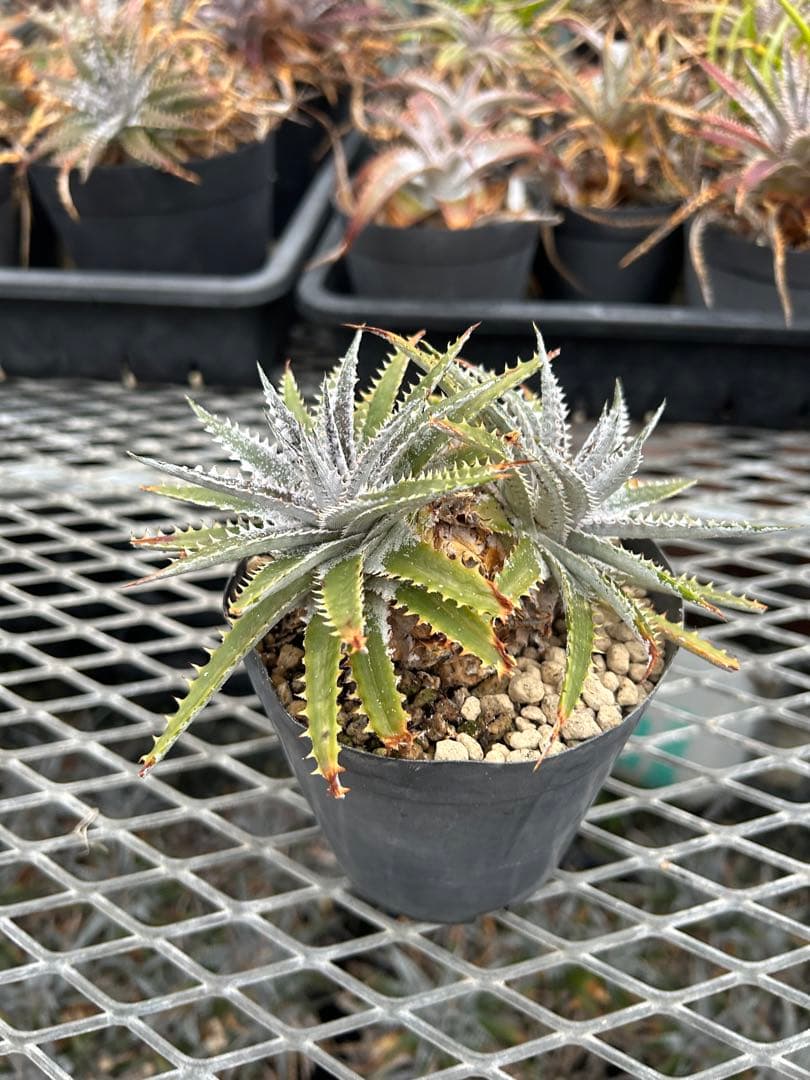 DBディッキア Dyckia Arizona x BS small #118 ⑶