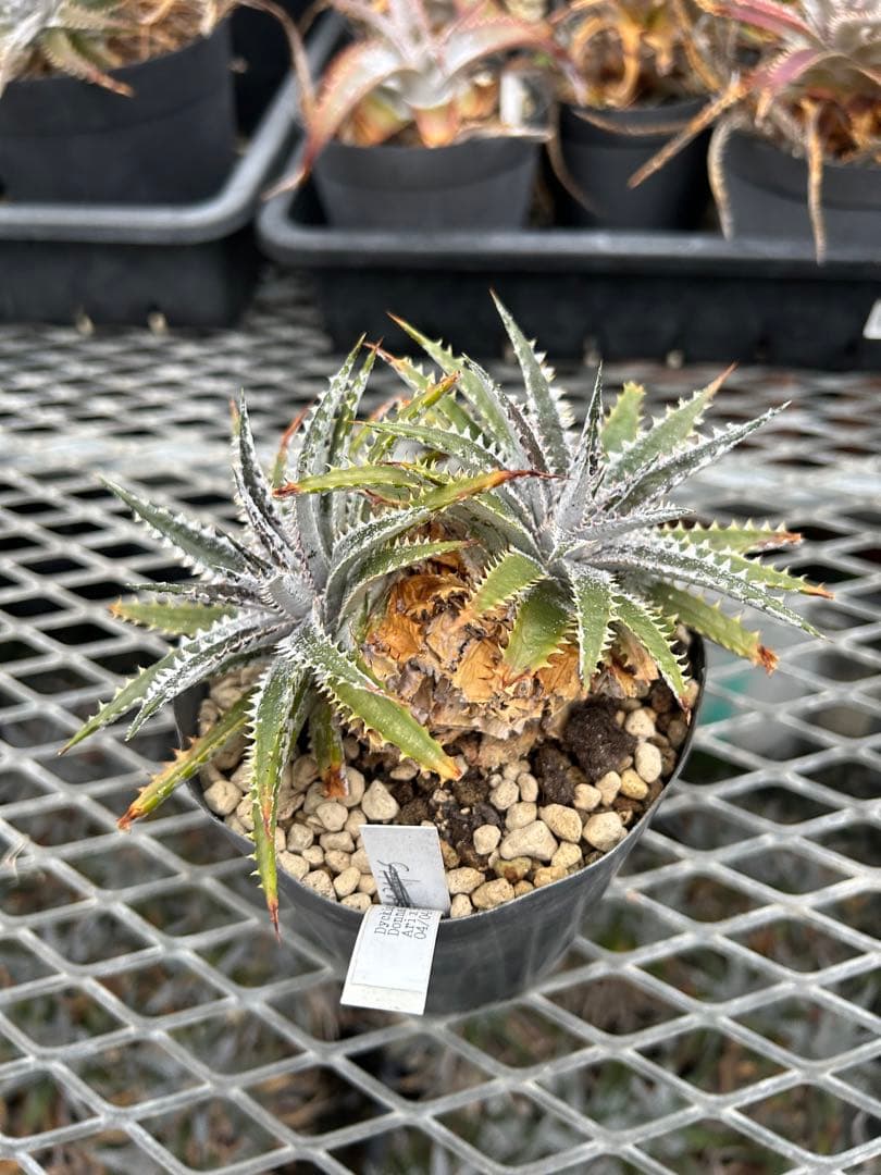 DBディッキア Dyckia Arizona x BS small #118 ⑶
