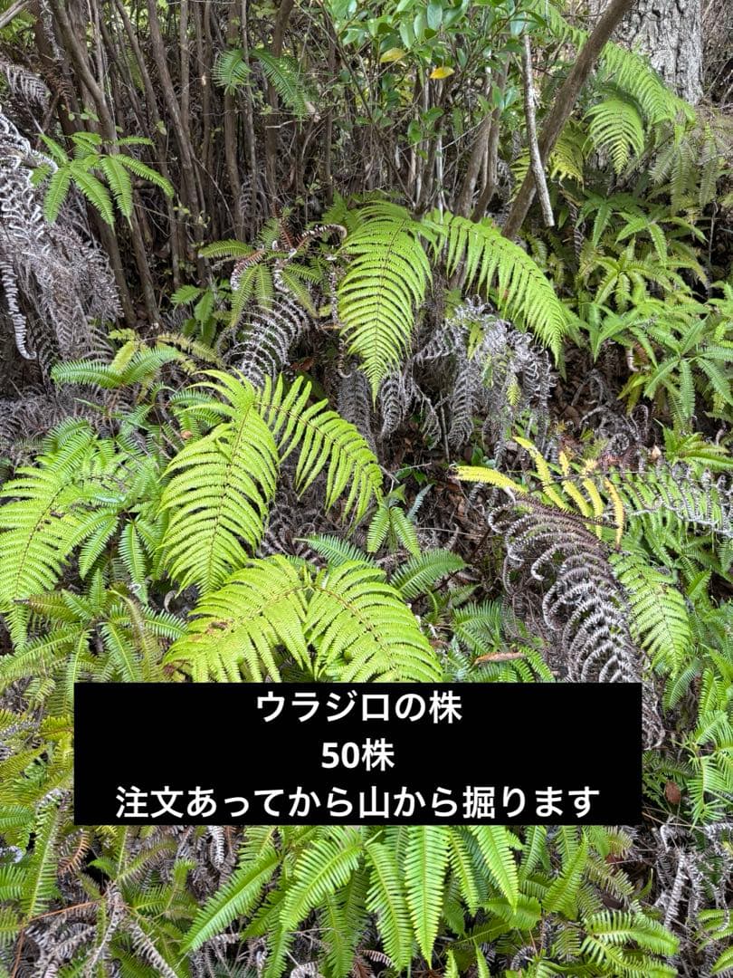 ウラジロシダ株　エディブルフラワー　飾り葉