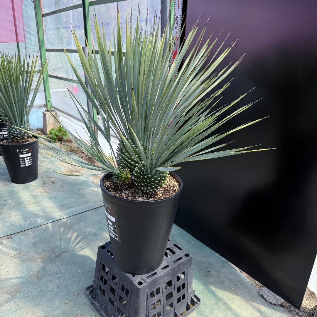 【AL920】ユッカ　ロストラータ　トリプルヘッド