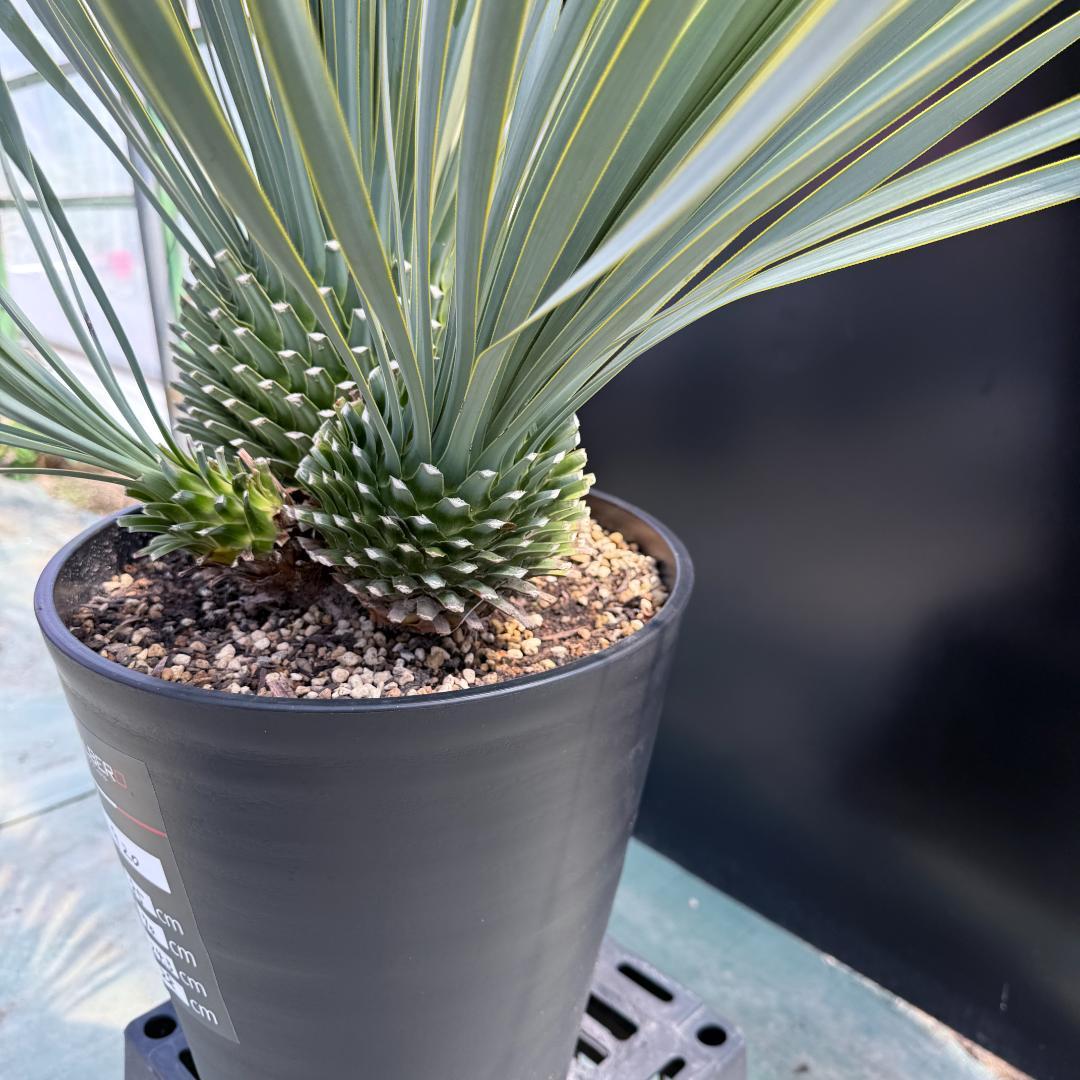 【AL920】ユッカ　ロストラータ　トリプルヘッド