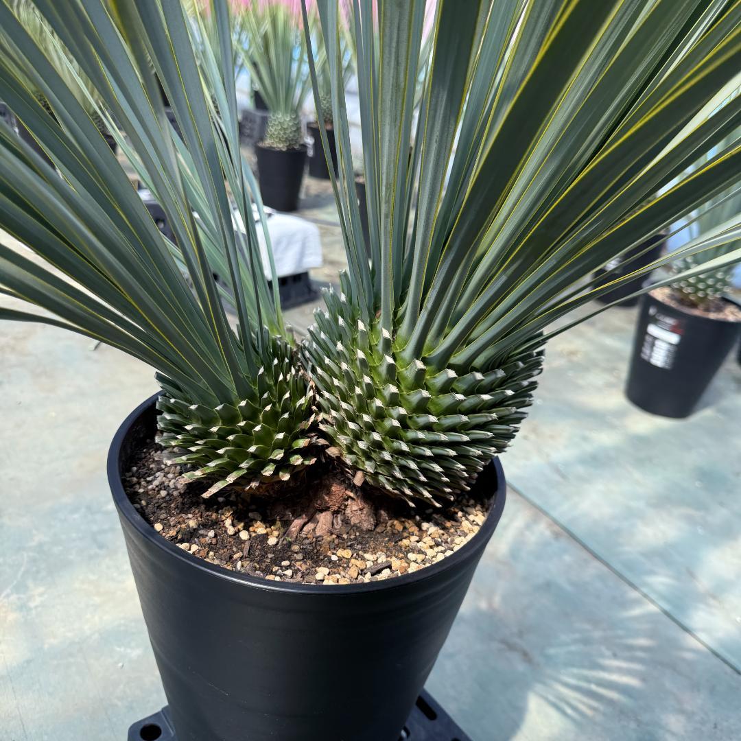 【AL920】ユッカ　ロストラータ　トリプルヘッド