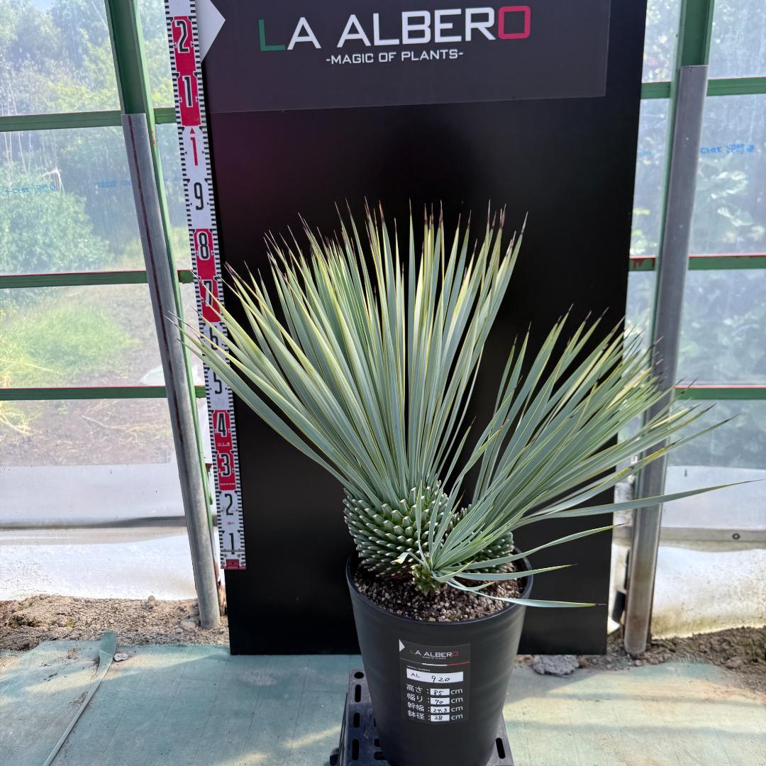 【AL920】ユッカ　ロストラータ　トリプルヘッド