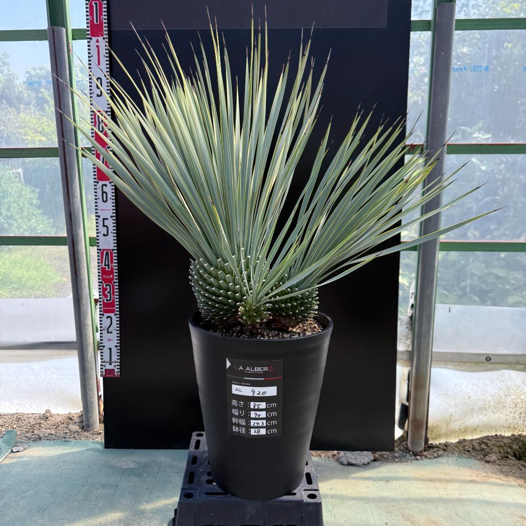 【AL920】ユッカ　ロストラータ　トリプルヘッド