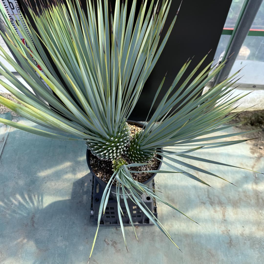 【AL920】ユッカ　ロストラータ　トリプルヘッド