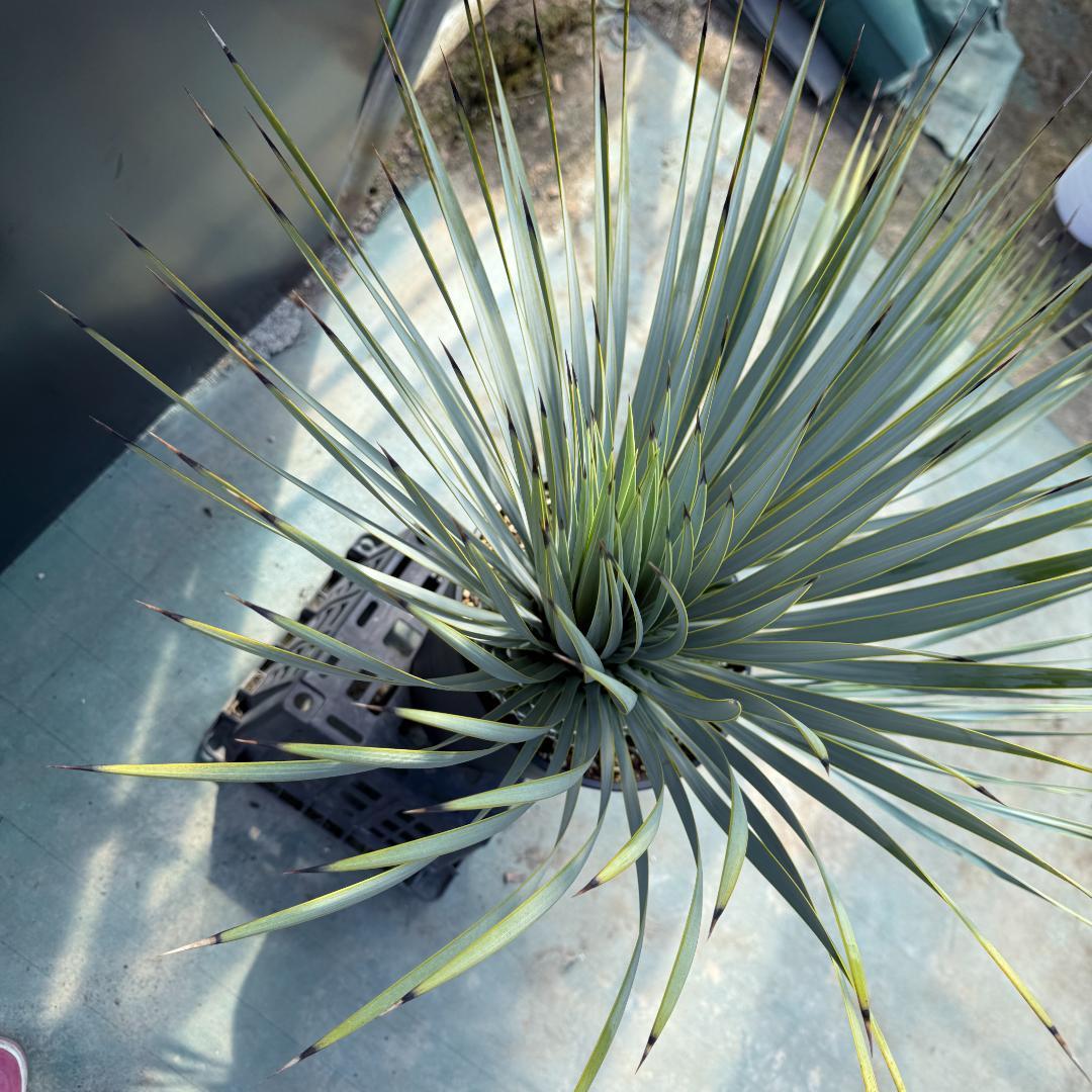 【AL920】ユッカ　ロストラータ　トリプルヘッド