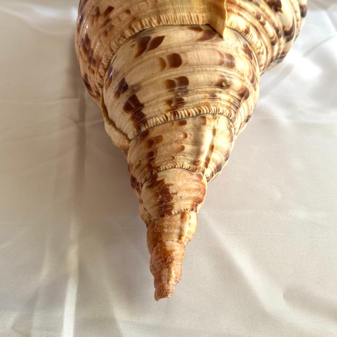 お値下げ　ホラガイ　法螺貝 超特大 約38cmホラ貝 ほら貝 インテリア　置物