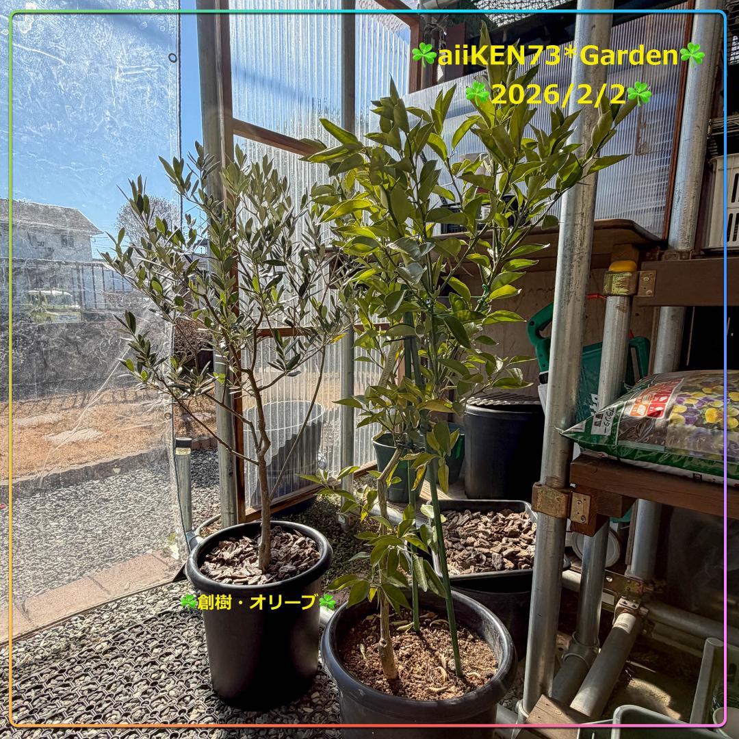 ☘️aiiKEN73*Garden☘️AG202602