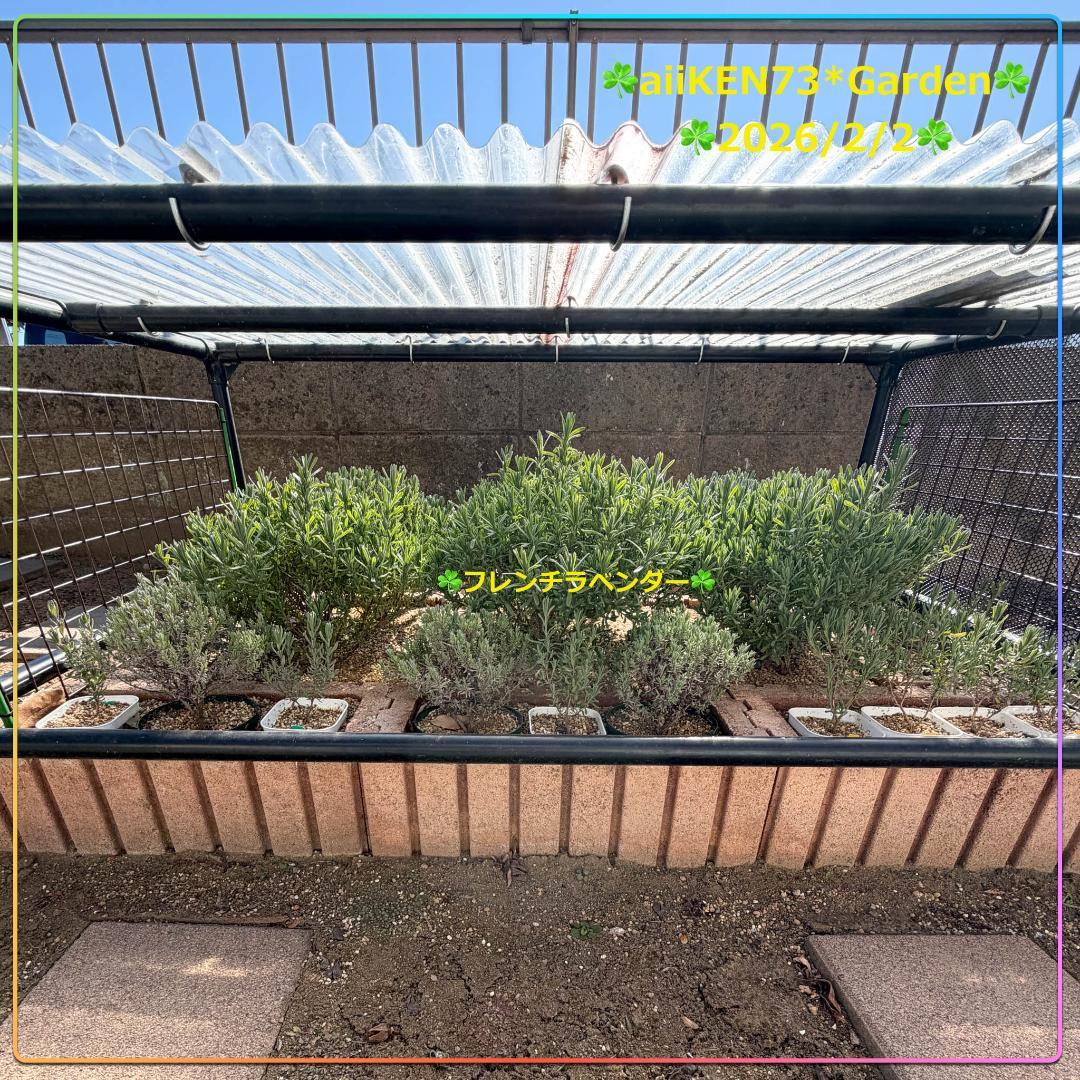☘️aiiKEN73*Garden☘️AG202602