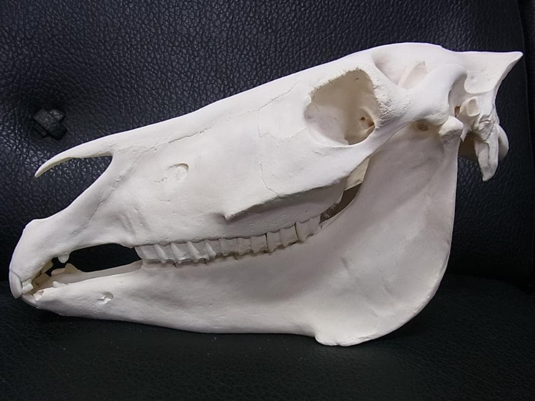 高品質！ ロバ（Donkey）頭骨　♂