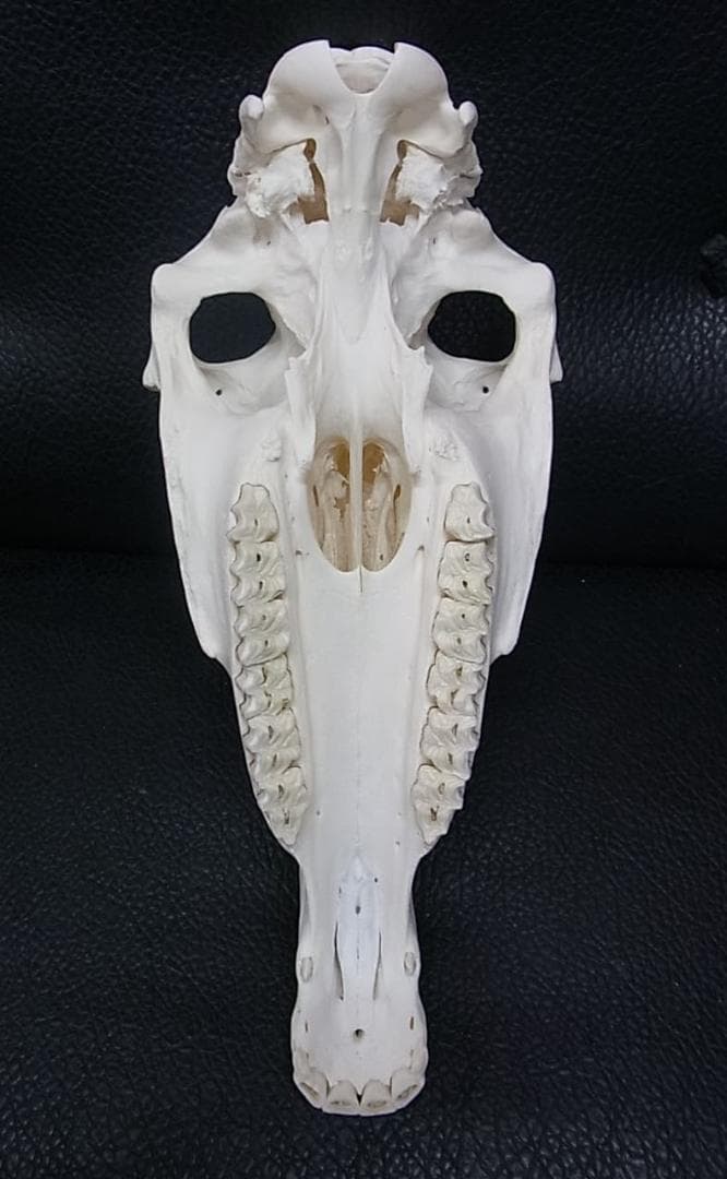 高品質！ ロバ（Donkey）頭骨　♂