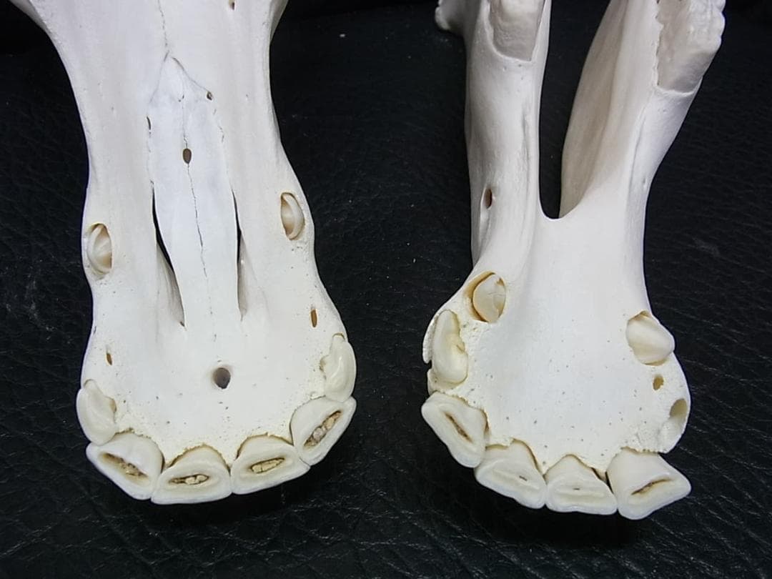 高品質！ ロバ（Donkey）頭骨　♂